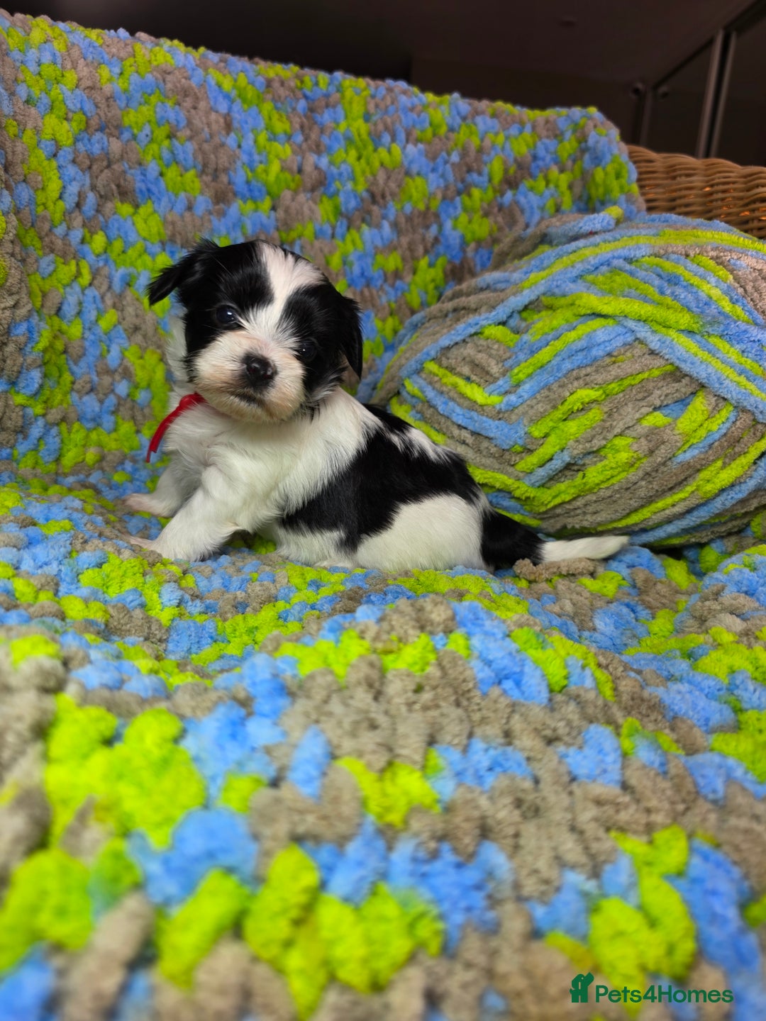 Biewer Terrier dogs for sale: Pure breed Biewer Terrier puppies 4 Generation  - Image 20