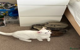 British Shorthair cats for sale: 2 beautiful kittens. Indoor only. Ideal go 2gether - Image 11