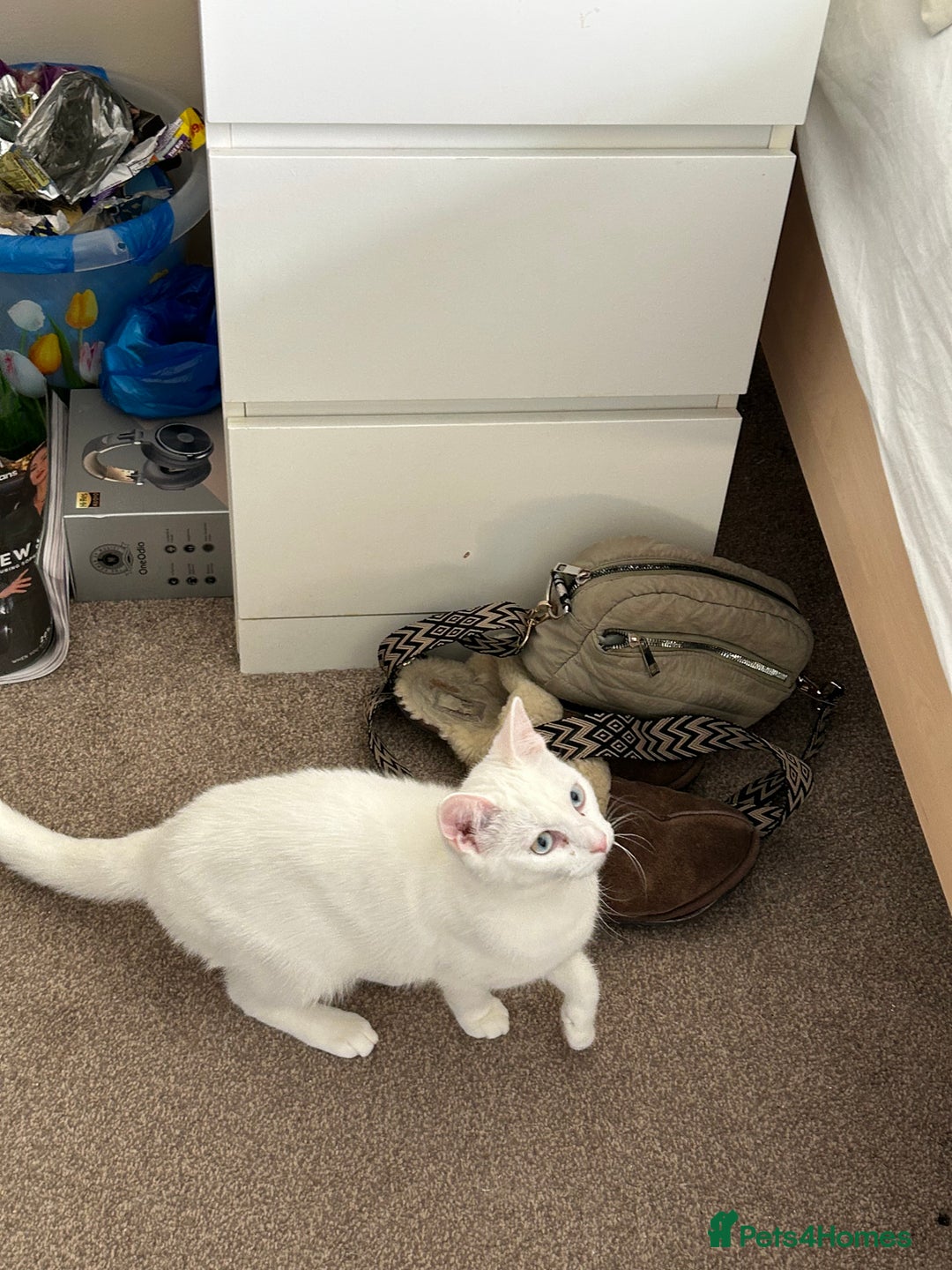 British Shorthair cats for sale: 2 beautiful kittens. Indoor only. Ideal go 2gether - Image 11
