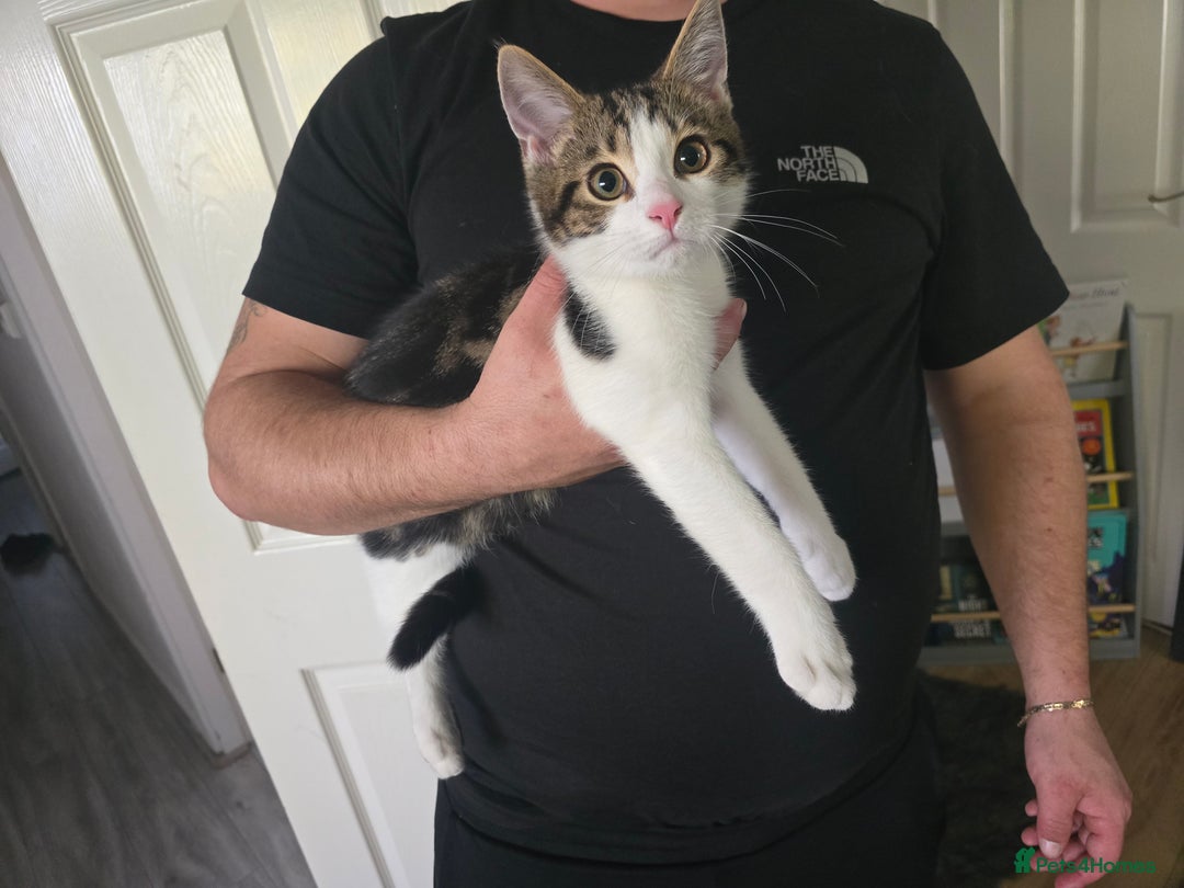 Ragdoll cats for sale: Ragdoll mix tabby kitten not 50 - Image 1
