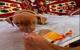 Miniature Dachshund dogs for sale: ADORABLE MINIATURE DACHSHUND PUPPIES - Image 4