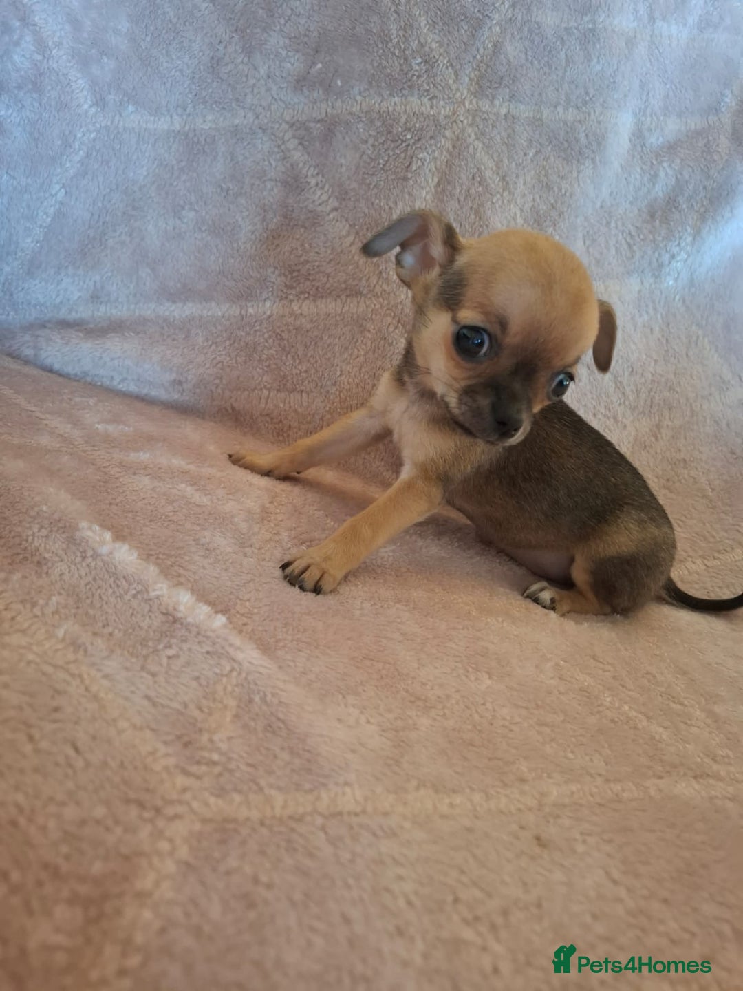 Chihuahua dogs for sale: 3 Tiny Chihuahua Pups Ready to leave  - Advert 16