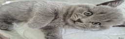 British Shorthair cats for sale: British shorthair kittens  - Advert 21