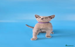 Russian Blue cats for sale: Russian Blue kittens Tica registered  - Image 10