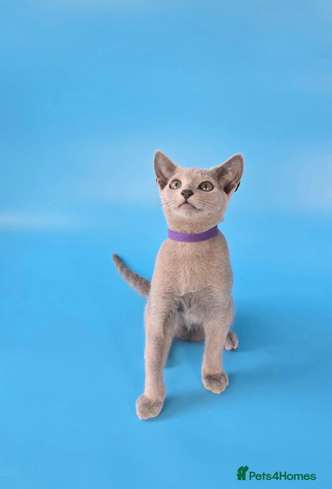 Russian Blue cats for sale: Russian Blue kittens Tica registered  - Image 10