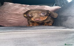 Miniature Dachshund dogs for sale: 5 gorgeous mini dachshund puppies - Image 16