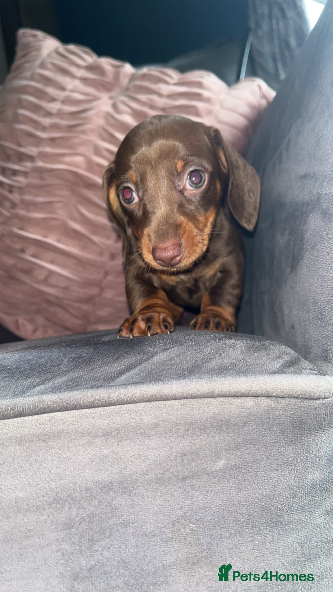 Miniature Dachshund dogs for sale: 5 gorgeous mini dachshund puppies - Image 16