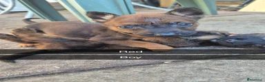 Mixed Breed 1