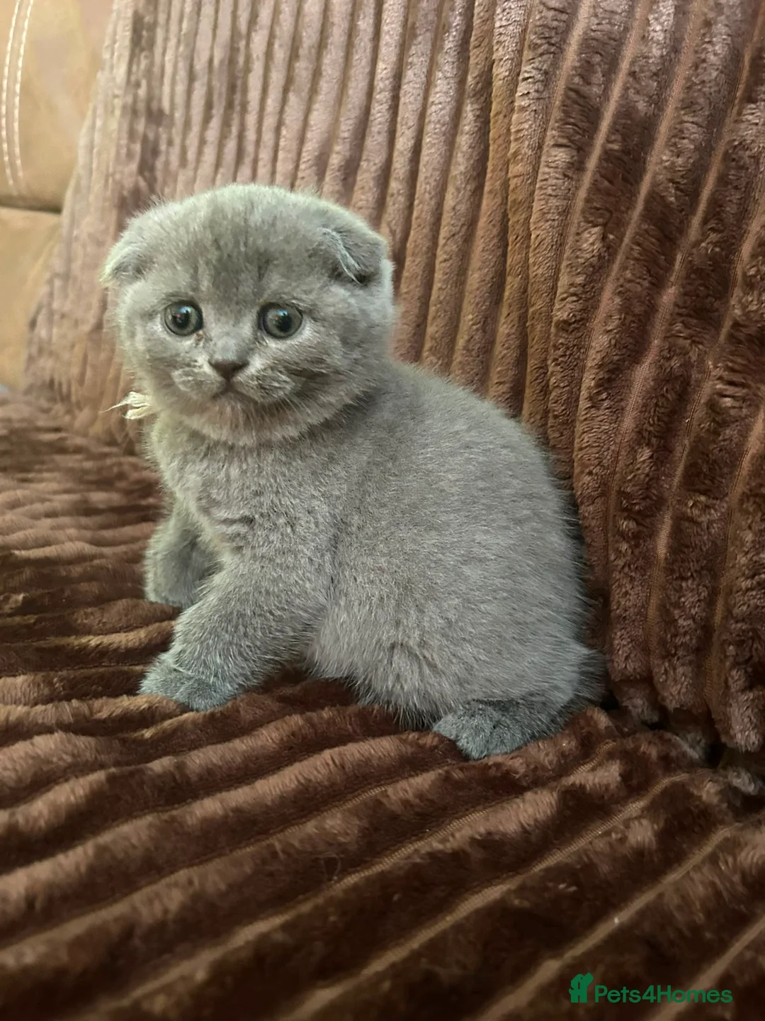 Scottish Fold cats for sale: Scottish fold  - Advert 2