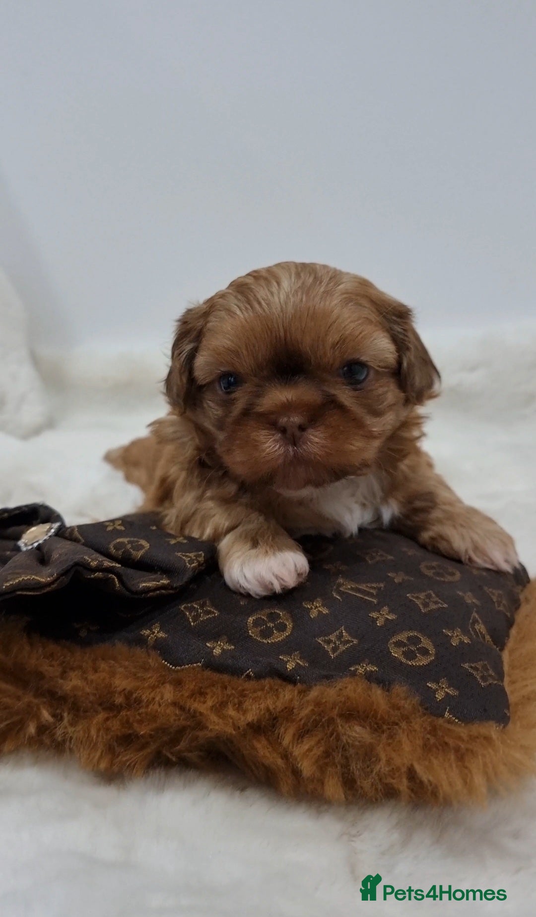 Shih Tzu dogs for sale: 4 Gorgeous Imperial Shih Tzu Boys - Advert 13