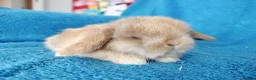 Mini Lop rabbits for sale: Baby mini lops for sale  - Advert 5