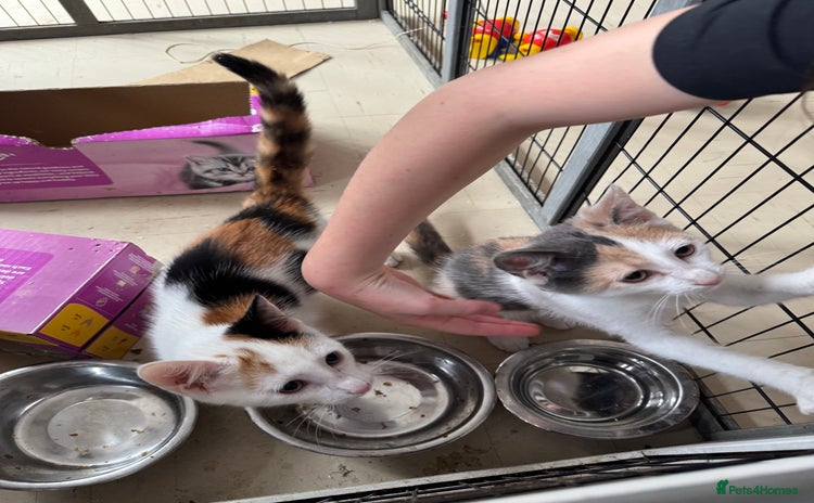 Mixed Breed cats - Advert 3