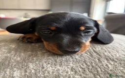 Miniature Dachshund dogs for sale: Miniature Black and Tan Daschund puppies for sale - Image 9