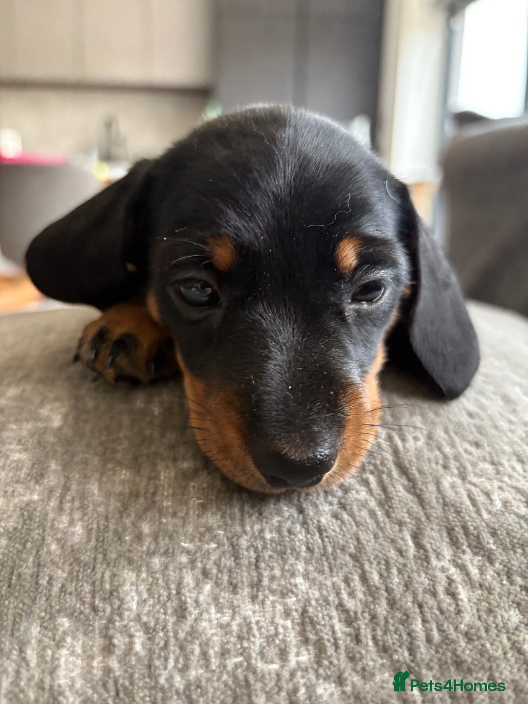 Miniature Dachshund dogs for sale: Miniature Black and Tan Daschund puppies for sale - Image 9