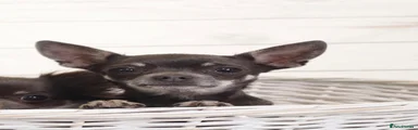 Chihuahua 1