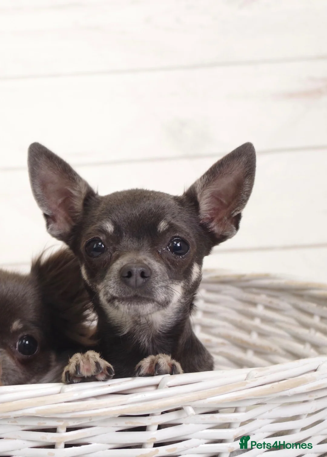 Chihuahua dogs for sale: Beautiful Chihuahua female  - Advert 2