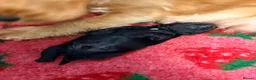 Cocker Spaniel dogs for sale: Beautiful Black Male Show Cocker Pup  - Advert 5