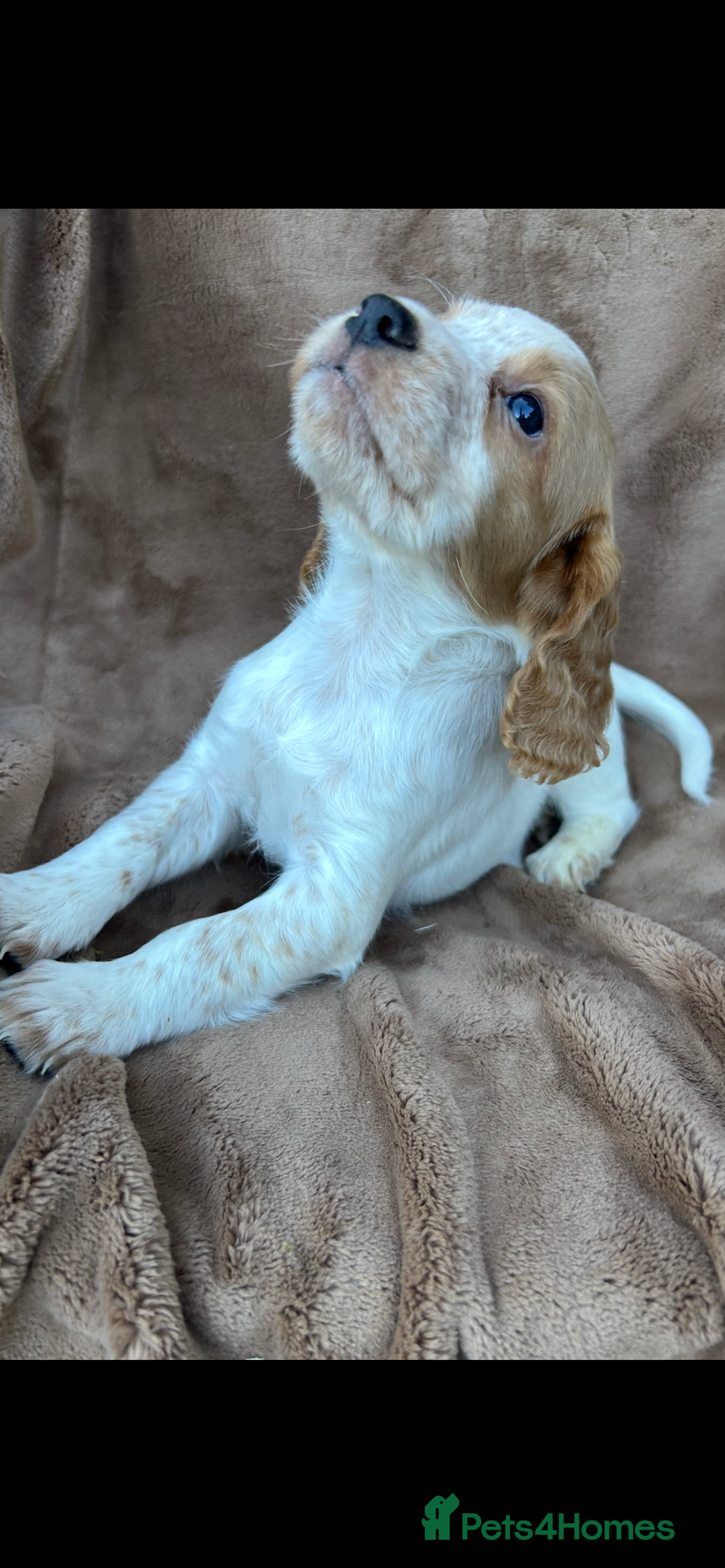 Cocker Spaniel dogs for sale: Gorgeous kc registered cocker spaniel puppies - Image 39