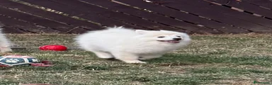 German Spitz 4