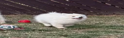 German Spitz dogs for sale: German Spitz Mittel Puppies  - Advert 2