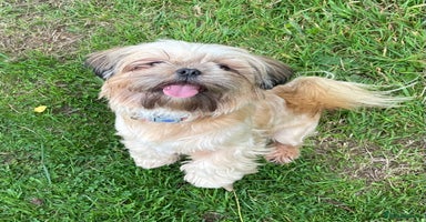 Shih Tzu dogs - Advert 5