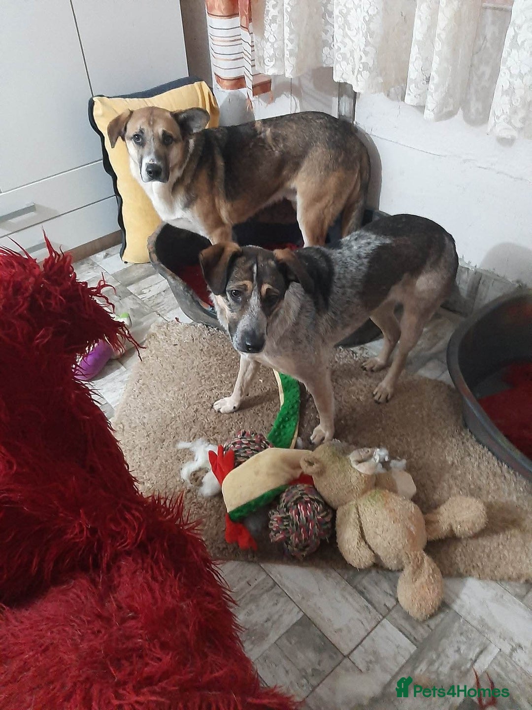 Mixed Breed dogs for adoption: Sweet Cindy 💖 Shy, Clever & Learning to Trust - Advert 15