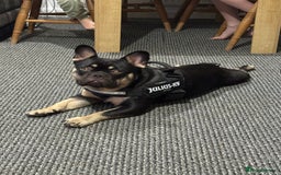 French Bulldog dogs for sale: 10 month old male Frenchbulldog  - Image 2