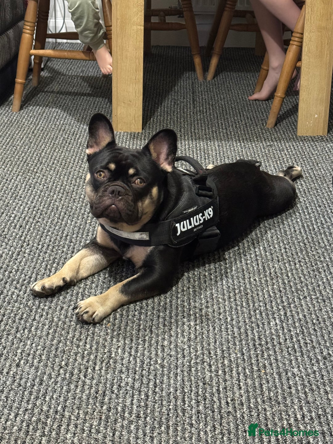 French Bulldog dogs for sale: 10 month old male Frenchbulldog  - Image 2
