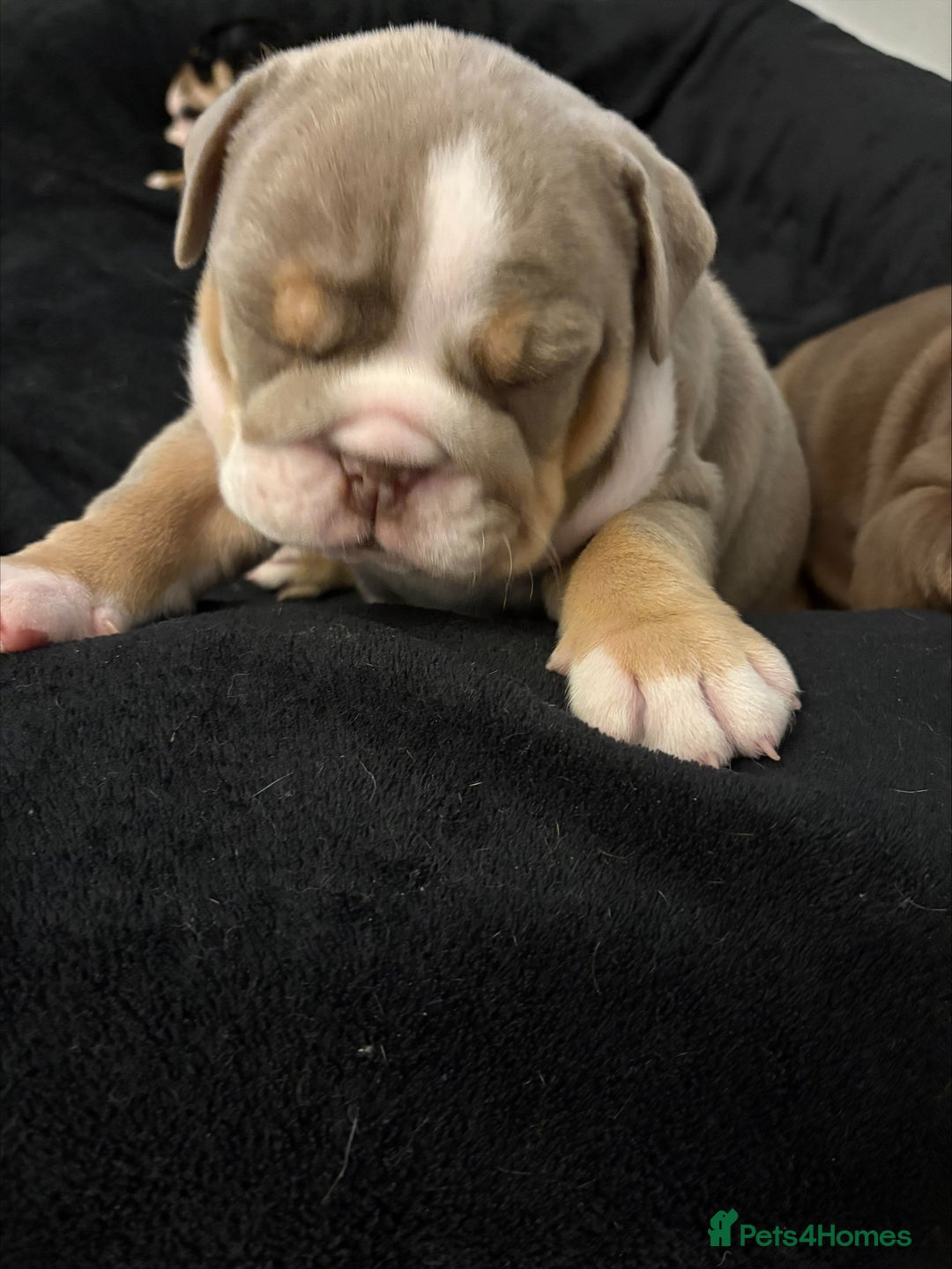 English Bulldog dogs for sale: English bulldog puppies  - Advert 18