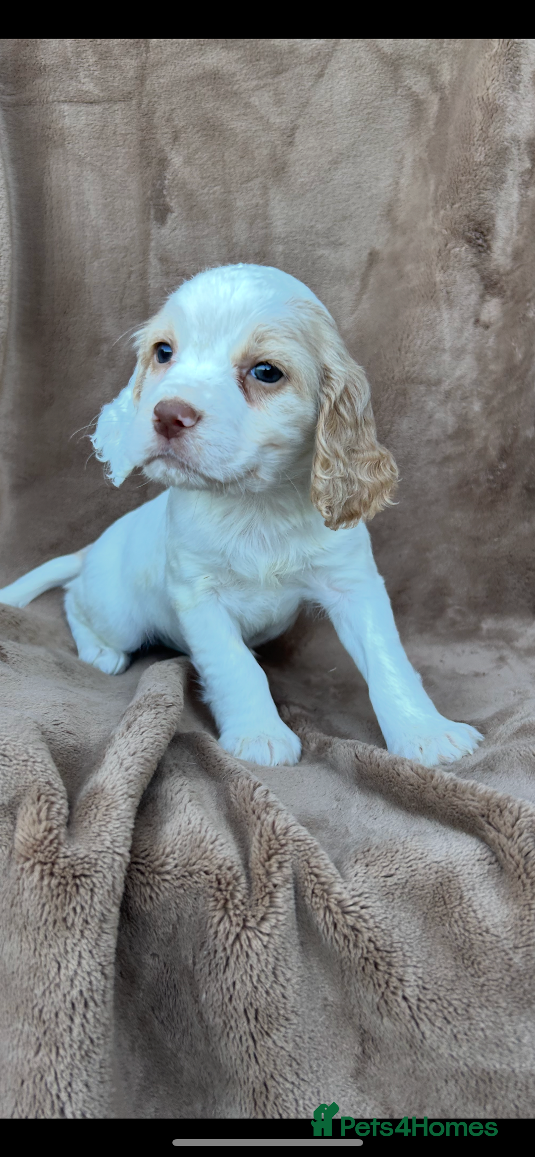 Cocker Spaniel dogs for sale: Gorgeous kc registered cocker spaniel puppies - Image 25