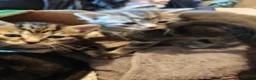 Mixed Breed cats for sale: Beautiful litter of kittens - Advert 9