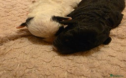 Toy Poodle dogs for sale: KC REG 2 STUNNING TOY POODLES 🐩  - Image 12