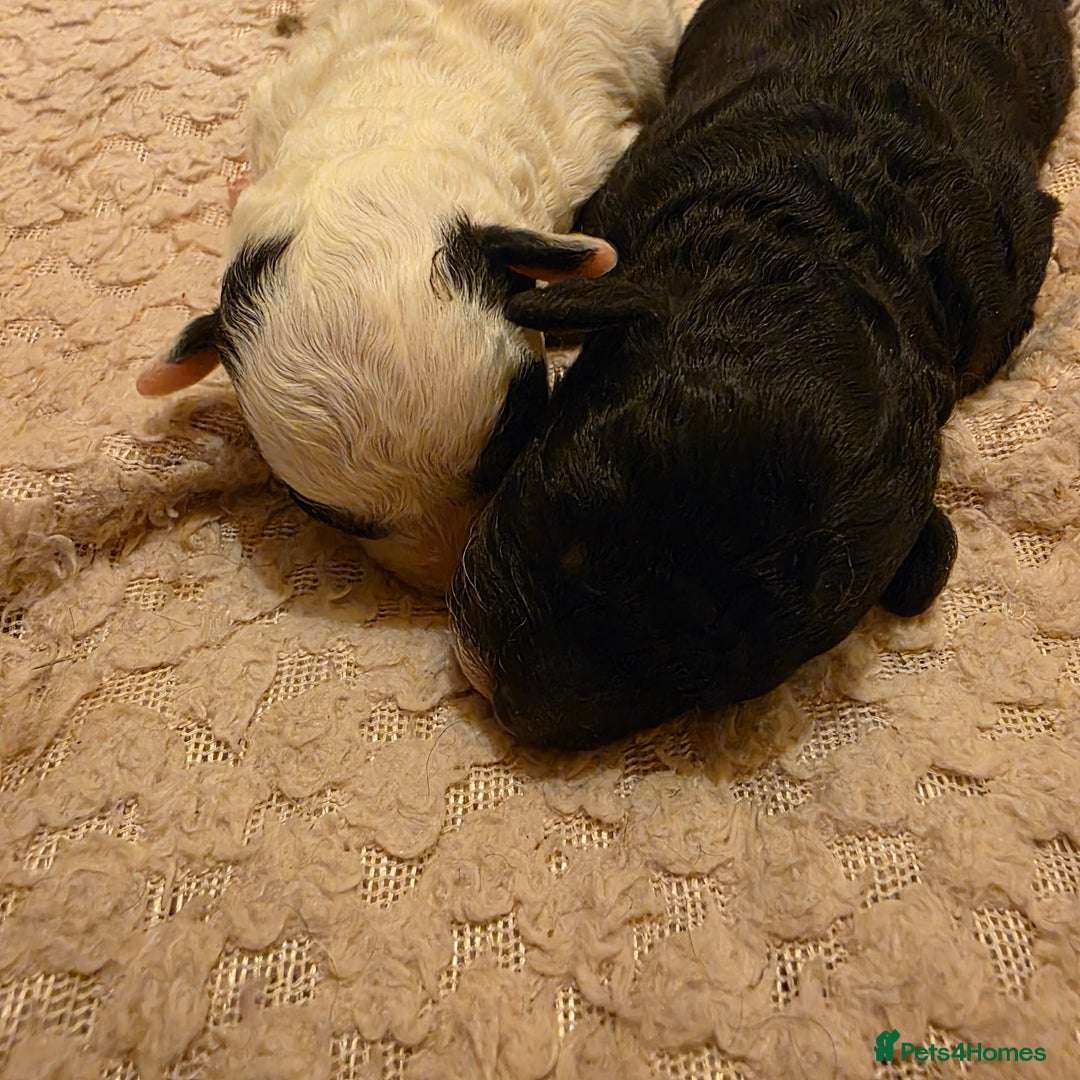 Toy Poodle dogs for sale: KC REG 2 STUNNING TOY POODLES 🐩  - Image 12