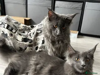 Maine Coon cats Maine Coon Kittens – 4 Available !!! - Advert 2