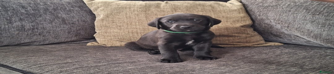 Labrador Retriever Boy 2