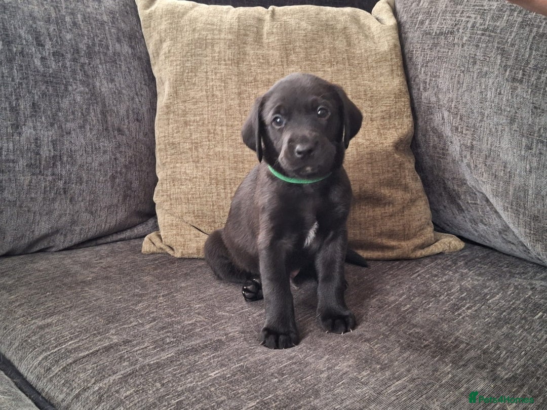 Labrador Retriever dogs for sale: Beautiful Labrador Retriever puppies - Image 5