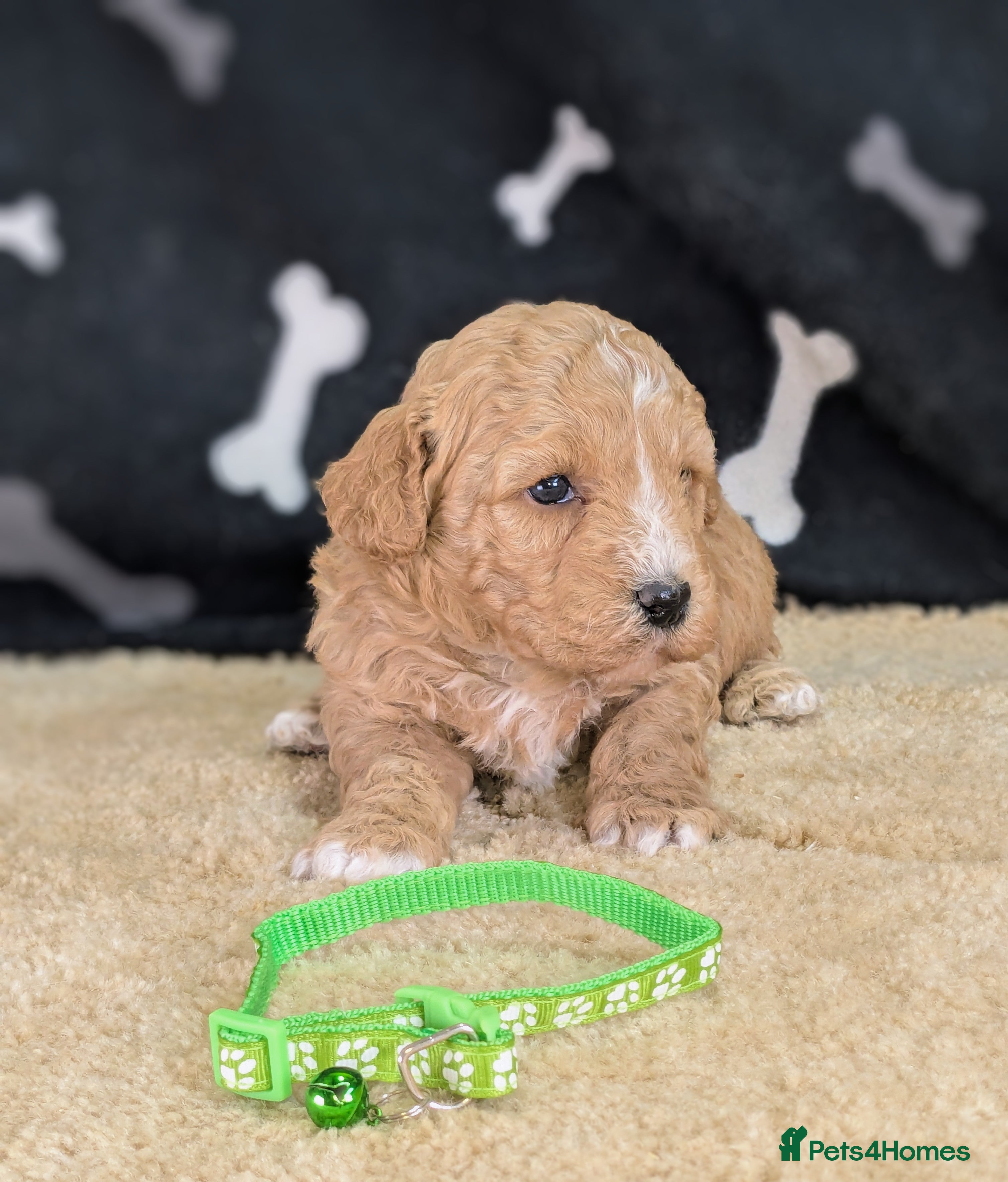 Cavachon dogs 🐾 3 Little Gentlemen Seeking Their Forever Sofas! - Advert 5