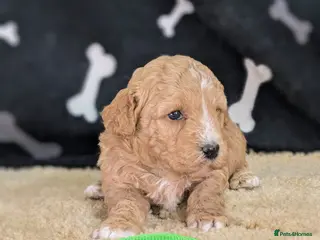 Cavachon dogs 🐾 3 Little Gentlemen Seeking Their Forever Sofas! - Advert 5