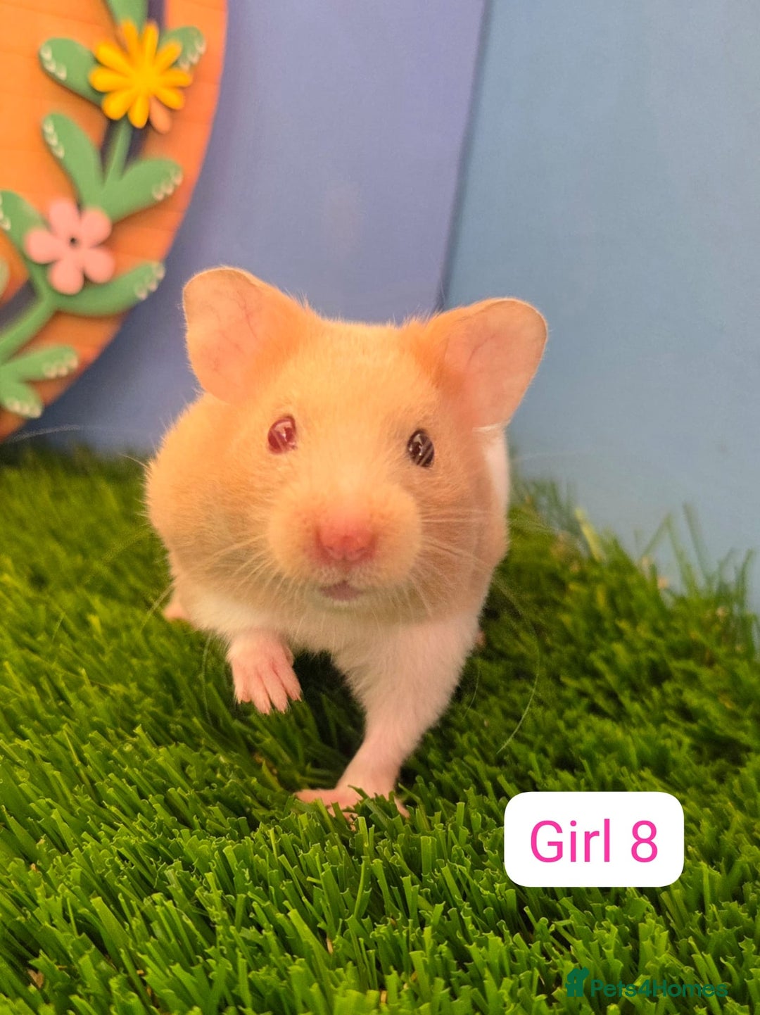 Hamster rodents for sale: Syrian Hamster Babies Males Females Pedigree  - Advert 10