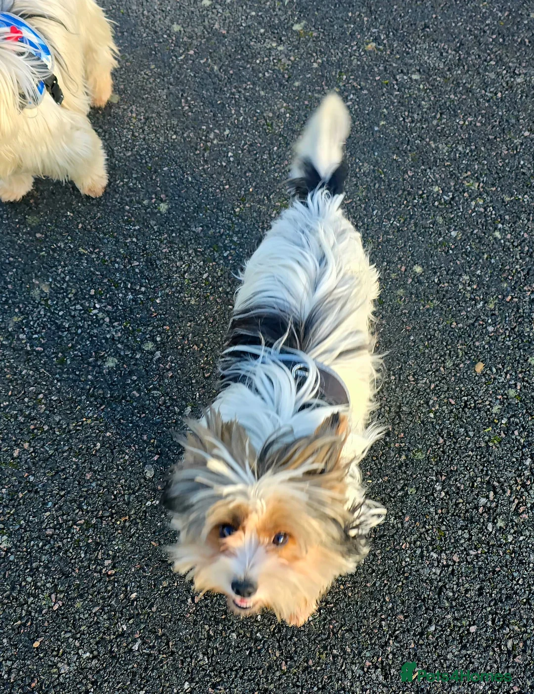 Biewer Terrier dogs for sale: 🐾 Adorable Biewer Terrier Puppies – Bedfordshire - Advert 19