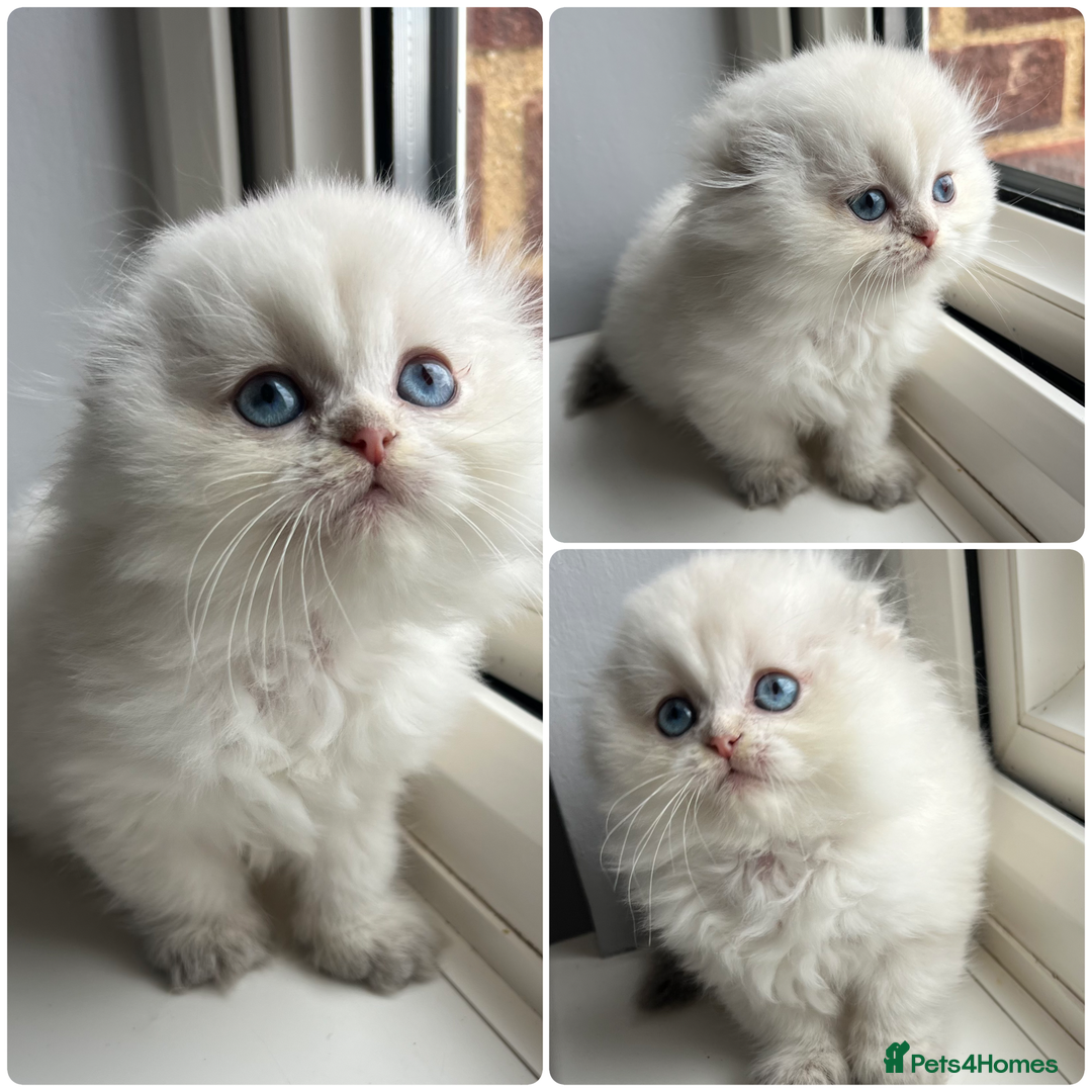 Scottish Fold cats for stud: Inter-champion SFLH straight male stud only  - Image 12