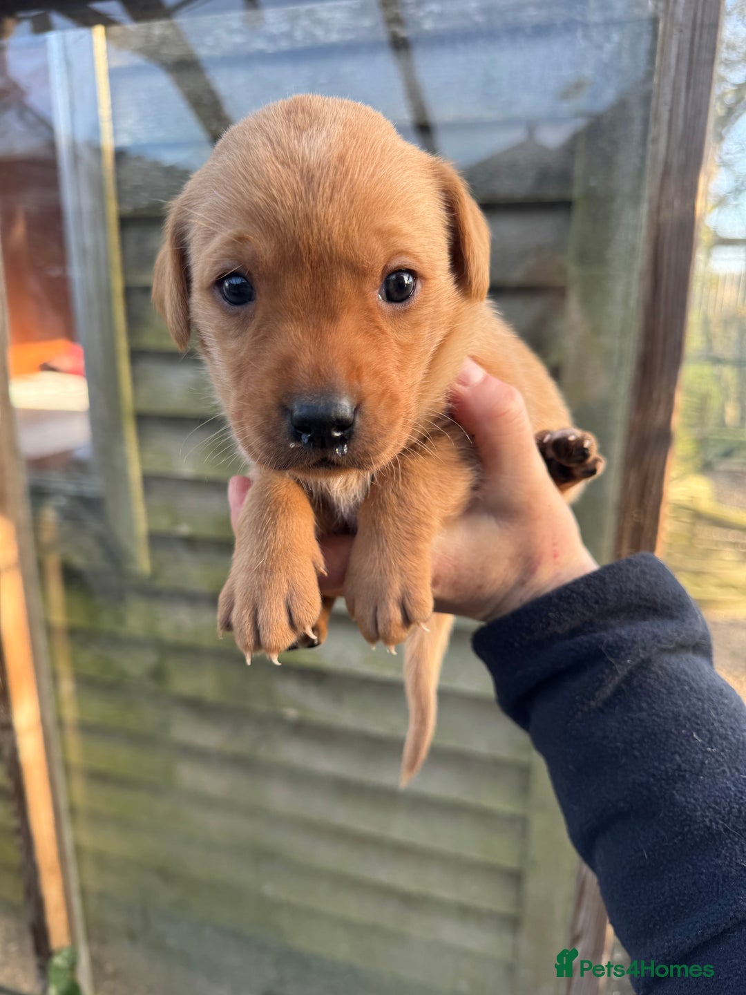 Labrador Retriever dogs for sale: 1st Class ⭐️⭐️⭐️⭐️⭐️ Licensed - Advert 4