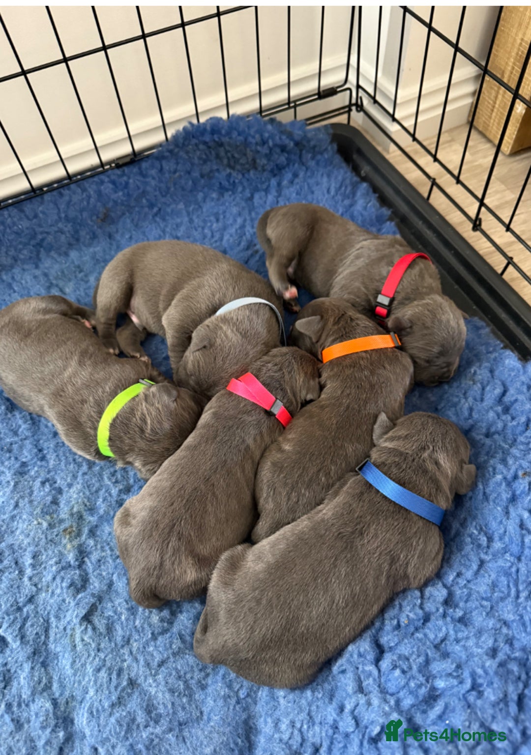 Staffordshire Bull Terrier dogs for sale: Worming Kc Reg %100Pure Staffy Puppies - Advert 2