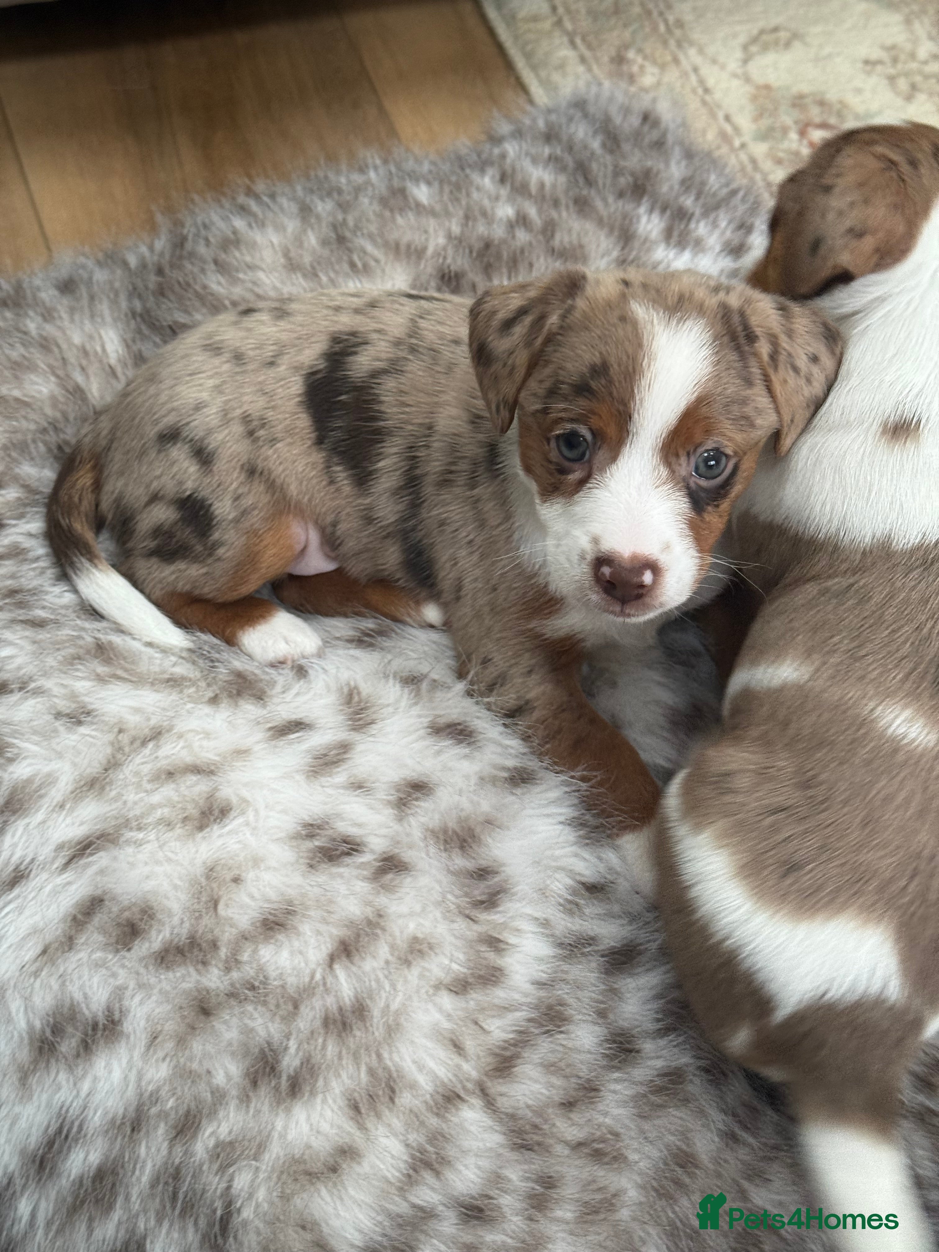Jack Russell dogs Very rare Merle Jack Russell puppies - Advert 16