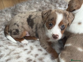 Jack Russell dogs Very rare Merle Jack Russell puppies - Advert 18