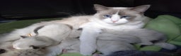 Ragdoll cats for sale: Ragdoll kittens GCCF registered ONE GIRL LEFT £995 - Advert 9