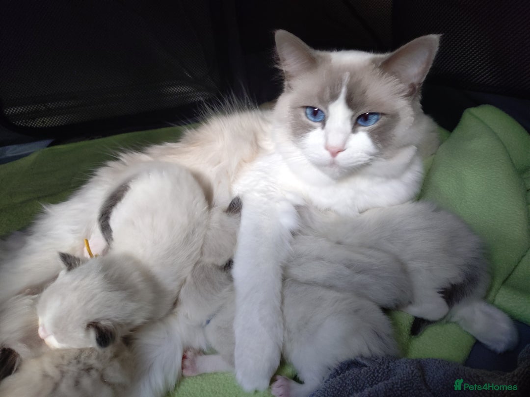 Ragdoll cats for sale: Ragdoll kittens GCCF registered ONE GIRL LEFT £995 - Advert 9