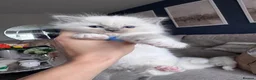 Ragdoll cats for sale: Stunning GCCF Registered Ragdoll Kitten - Advert 18