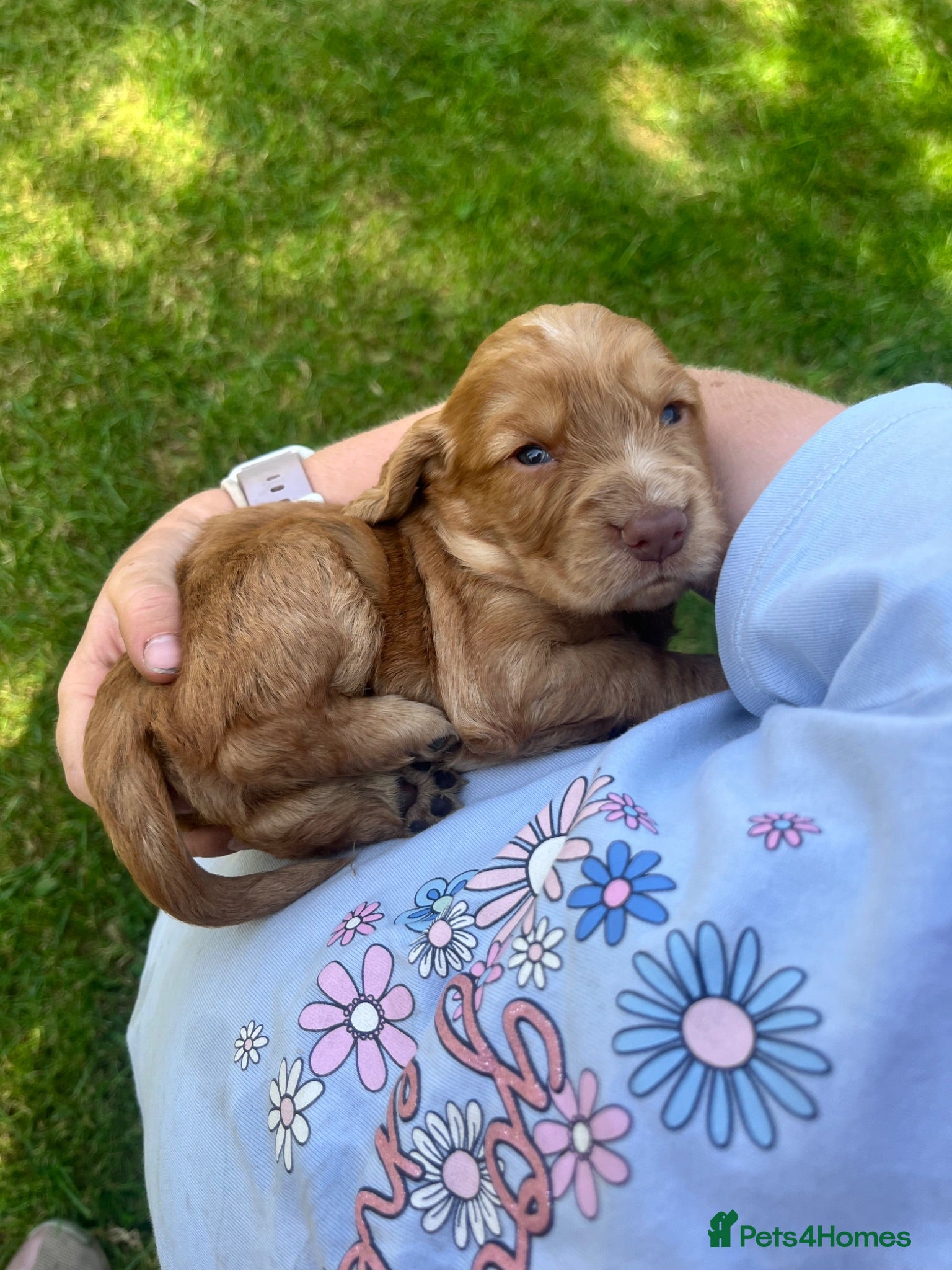 Cocker Spaniel dogs Beautiful working cocker spaniels  - Advert 3