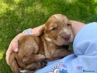 Cocker Spaniel dogs Beautiful working cocker spaniels - Advert 3